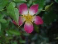 Růže 'Sára' - Skalkové růže (Rosa)