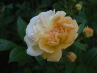 Růže 'Ghislaine de Féligonde' - Pnoucí růže (Rosa)