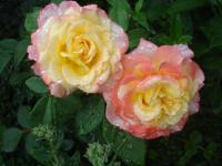 Růže 'Aquarell' - Velkokvěté růže (Rosa)