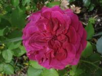 Růže 'Big Purple' - Velkokvěté růže (Rosa)