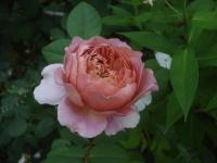 Růže 'Eisvogel' - Velkokvěté růže (Rosa)