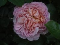 Růže 'Eisvogel' - Velkokvěté růže (Rosa)