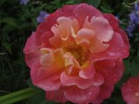 Růže 'Granada' - Velkokvěté růže (Rosa)