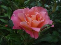 Růže 'Granada' - Velkokvěté růže (Rosa)