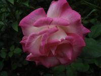 Růže 'Jaltinskij Suvenir' - Velkokvěté růže (Rosa)