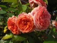 Růže 'Chippendale' - Velkokvěté růže (Rosa)