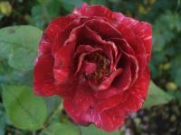 Růže 'Silesia' - Velkokvěté růže (Rosa)