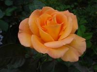 Růže 'Whisky' - Velkokvěté růže (Rosa)