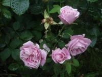 Růže 'Hermosa' (Rosa)