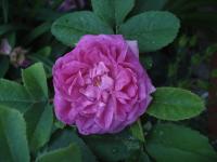 Růže 'Mogador' (Rosa)