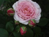 Růže 'James Galway' - Anglické růže (Rosa)