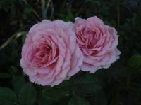 Růže 'James Galway' - Anglické růže (Rosa)