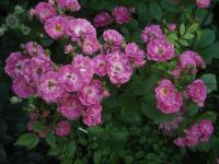 Růže 'Academia Istropolitana' - Mnohokvěté růže (Rosa)