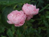 Růže 'Amáde László' - Mnohokvěté růže (Rosa)