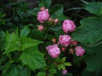 Růže 'Amáde László' - Mnohokvěté růže (Rosa)