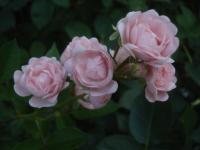 Růže 'Prof Dr Blaskovics' - Skalkové růže (Rosa)