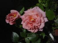 Růže 'Dagmar Clarová' - Sadové růže (Rosa)