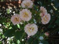 Růže 'Ditta' - Skalkové růže (Rosa)