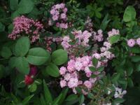 Růže 'Lakatos Demeter' - Skalkové růže (Rosa)