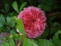 Růže 'Obsidio Szegetiana' - Mnohokvěté růže (Rosa)