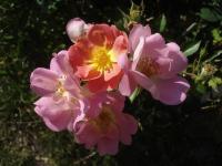 Růže 'Beauregard' - Mnohokvěté růže (Rosa)