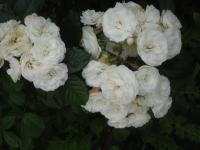 Růže 'Buquet Parfait' - Mnohokvěté růže (Rosa)