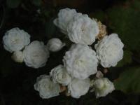 Růže 'Čipka' - Mnohokvěté růže (Rosa)