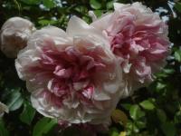 Růže Wichurové 'Edmond Proust' (Rosa wichuraiana)