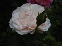 Růže 'Eifelzauber' - Sadové růže (Rosa)