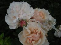 Růže 'Eifelzauber' - Sadové růže (Rosa)