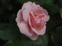 Růže 'Egon Scheele' - Sadové růže (Rosa)