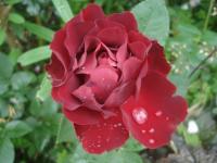 Růže 'Hommage á Barbara' - Velkokvěté růže (Rosa)