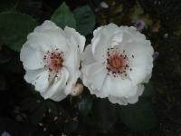 Růže 'Jacqueline du Pré' - Sadové růže (Rosa)