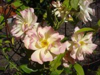 Růže 'Phyllis Bide' - Pnoucí růže (Rosa)