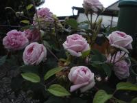 Růže 'Queen of Danemark' - Historické růže (Rosa)