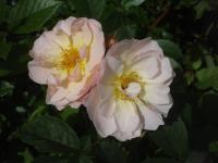 Růže 'Trianon' - Mnohokvěté růže (Rosa)