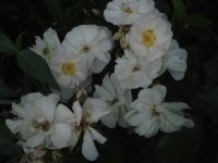 Růže 'Vierge Folle' - Mnohokvěté růže (Rosa)