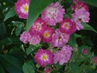Růže 'Yesterday' - Mnohokvěté růže (Rosa)
