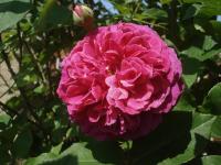 Růže 'Zorja Mičurina' - Sadové růže (Rosa)