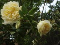 Růže svraskalá 'Agnes' (Rosa rugosa)