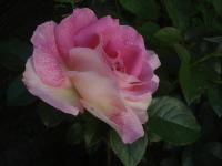 Růže 'Borneo Odoré' - Sadové růže (Rosa)