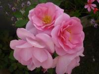 Růže 'Cariad' - Anglické růže (Rosa)