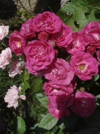 Růže 'Dinky' - Mnohokvěté růže (Rosa)