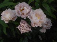 Růže 'Edouard Vermeulen' - Velkokvěté růže (Rosa)
