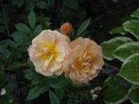 Růže 'Ghislaine de Féligonde' - Pnoucí růže (Rosa)