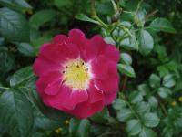 Růže 'Lipstick' - Mnohokvěté růže (Rosa)