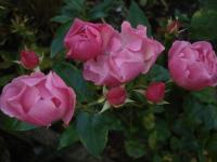 Růže 'Maman Turbat' - Mnohokvěté růže (Rosa)