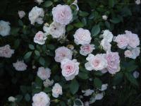 Růže 'Sw Tereska z Lisieux' - Mnohokvěté růže (Rosa)
