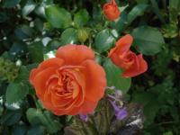 Růže 'Theodor Fontane Rose' - Mnohokvěté růže (Rosa)