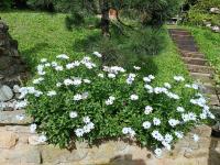 Paprskovka kapská (Osteospermum ecklonis)